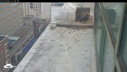 PA Peregrine Falcon Cam Live Webcam - Jul 18, 2026, 4:40pm EDT