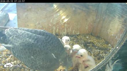 PA Peregrine Falcon Cam Live Webcam - May 10, 2026, 7:15am EDT