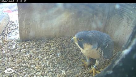 PA Peregrine Falcon Cam Live Webcam - Oct 7, 2026, 6:14pm EDT