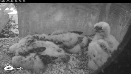 PA Peregrine Falcon Cam Live Webcam - May 28, 2026, 8:52pm EDT