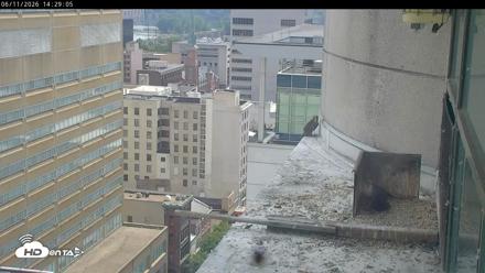 PA Peregrine Falcon Cam Live Webcam - Jun 11, 2026, 2:24pm EDT