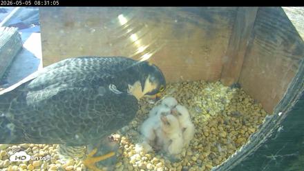 PA Peregrine Falcon Cam Live Webcam - May 5, 2026, 8:23am EDT