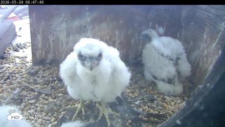 PA Peregrine Falcon Cam Live Webcam - May 24, 2026, 6:41am EDT