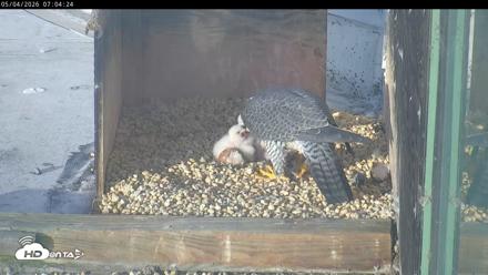 PA Peregrine Falcon Cam Live Webcam - May 4, 2026, 6:57am EDT