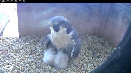 PA Peregrine Falcon Cam Live Webcam - May 5, 2026, 7:58pm EDT