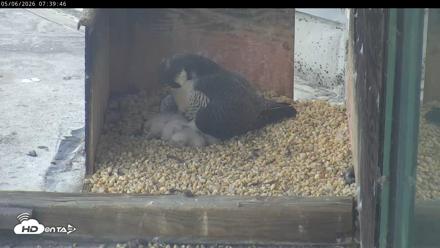 PA Peregrine Falcon Cam Live Webcam - May 6, 2026, 7:32am EDT