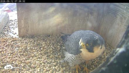 PA Peregrine Falcon Cam Live Webcam - Sep 12, 2026, 7:23am EDT