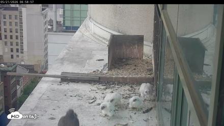 PA Peregrine Falcon Cam Live Webcam - May 21, 2026, 6:52am EDT