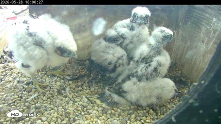 PA Peregrine Falcon Cam Live Webcam - May 28, 2026, 3:54pm EDT