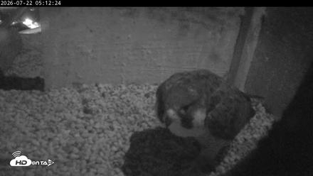 PA Peregrine Falcon Cam Live Webcam - Jul 22, 2026, 5:04am EDT
