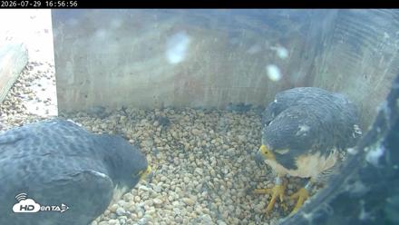 PA Peregrine Falcon Cam Live Webcam - Jul 29, 2026, 4:49pm EDT