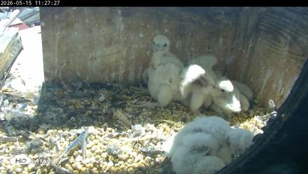 PA Peregrine Falcon Cam Live Webcam - May 15, 2026, 11:20am EDT