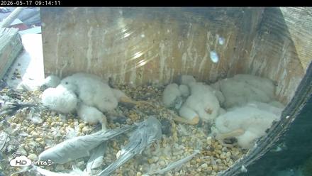 PA Peregrine Falcon Cam Live Webcam - May 17, 2026, 9:08am EDT