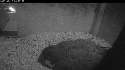 PA Peregrine Falcon Cam Live Webcam - Mar 22, 2026, 6:09am EDT