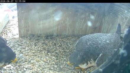 PA Peregrine Falcon Cam Live Webcam - Jun 27, 2026, 12:10pm EDT