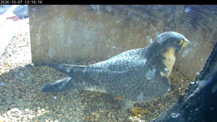 PA Peregrine Falcon Cam Live Webcam - Oct 7, 2026, 12:12pm EDT