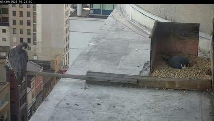 PA Peregrine Falcon Cam Live Webcam - Mar 29, 2026, 7:13pm EDT