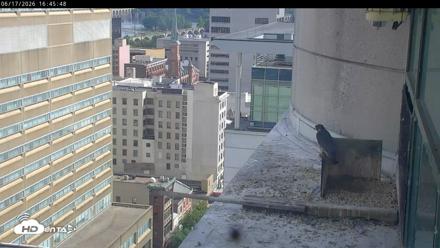 PA Peregrine Falcon Cam Live Webcam - Jun 17, 2026, 4:40pm EDT