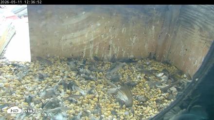 PA Peregrine Falcon Cam Live Webcam - May 11, 2026, 12:29pm EDT