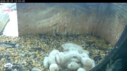 PA Peregrine Falcon Cam Live Webcam - May 10, 2026, 12:45pm EDT
