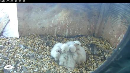 PA Peregrine Falcon Cam Live Webcam - May 9, 2026, 6:21pm EDT