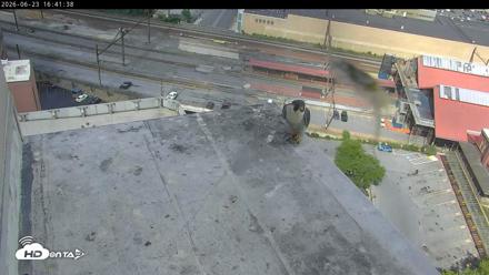 PA Peregrine Falcon Cam Live Webcam - Jun 23, 2026, 4:33pm EDT