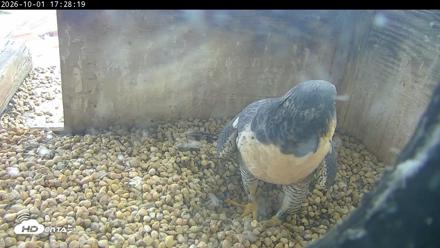 PA Peregrine Falcon Cam Live Webcam - Oct 1, 2026, 5:24pm EDT