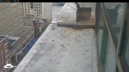 PA Peregrine Falcon Cam Live Webcam - Sep 21, 2026, 5:04pm EDT