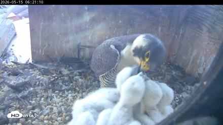 PA Peregrine Falcon Cam Live Webcam - May 15, 2026, 6:14am EDT