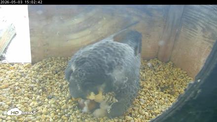 PA Peregrine Falcon Cam Live Webcam - May 3, 2026, 2:55pm EDT
