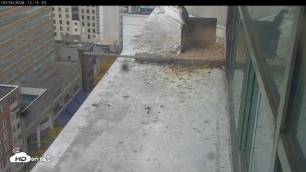 PA Peregrine Falcon Cam Live Webcam - Oct 14, 2026, 12:13pm EDT