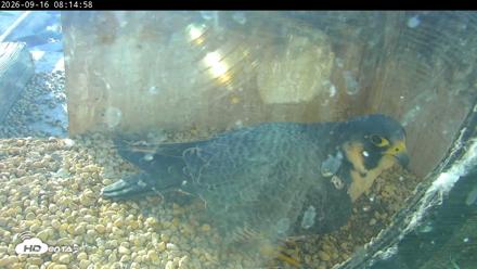 PA Peregrine Falcon Cam Live Webcam - Sep 16, 2026, 8:10am EDT