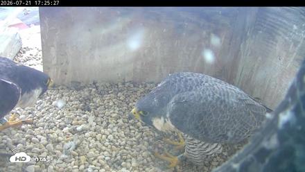 PA Peregrine Falcon Cam Live Webcam - Jul 21, 2026, 5:17pm EDT