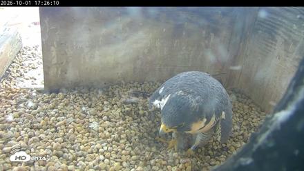 PA Peregrine Falcon Cam Live Webcam - Oct 1, 2026, 5:21pm EDT