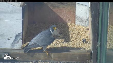 PA Peregrine Falcon Cam Live Webcam - May 5, 2026, 9:39am EDT