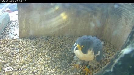 PA Peregrine Falcon Cam Live Webcam - Sep 5, 2026, 7:50am EDT