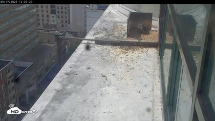 PA Peregrine Falcon Cam Live Webcam - Sep 17, 2026, 12:03pm EDT