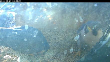 PA Peregrine Falcon Cam Live Webcam - Oct 23, 2026, 8:11am EDT