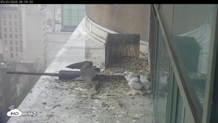 PA Peregrine Falcon Cam Live Webcam - May 25, 2026, 6:53am EDT