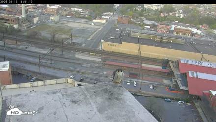 PA Peregrine Falcon Cam Live Webcam - Apr 13, 2026, 6:28pm EDT
