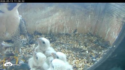 PA Peregrine Falcon Cam Live Webcam - May 13, 2026, 11:29am EDT