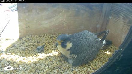 PA Peregrine Falcon Cam Live Webcam - May 2, 2026, 11:50am EDT