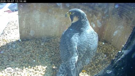 PA Peregrine Falcon Cam Live Webcam - Oct 7, 2026, 12:12pm EDT