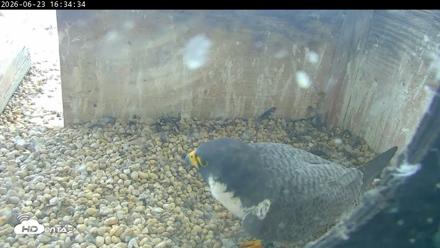 PA Peregrine Falcon Cam Live Webcam - Jun 23, 2026, 4:29pm EDT
