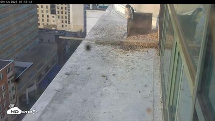 PA Peregrine Falcon Cam Live Webcam - Sep 12, 2026, 7:35am EDT