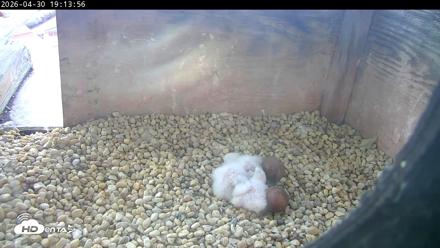PA Peregrine Falcon Cam Live Webcam - Apr 30, 2026, 7:06pm EDT