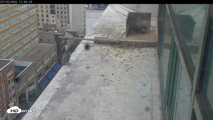 PA Peregrine Falcon Cam Live Webcam - Jul 30, 2026, 5:40pm EDT
