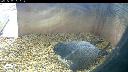 PA Peregrine Falcon Cam Live Webcam - Apr 29, 2026, 10:19am EDT