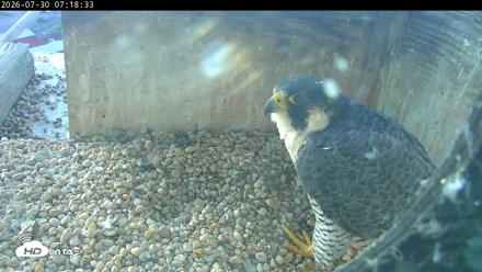 PA Peregrine Falcon Cam Live Webcam - Jul 30, 2026, 7:11am EDT