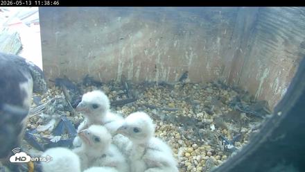 PA Peregrine Falcon Cam Live Webcam - May 13, 2026, 11:31am EDT